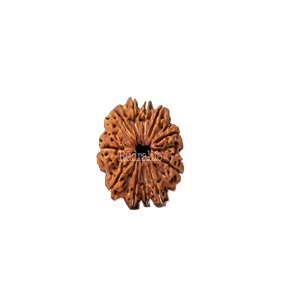 11 Mukhi Rudraksh