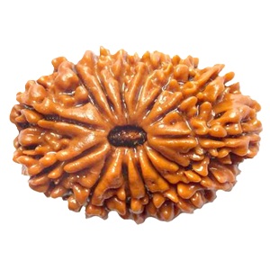 14 Mukhi Rudraksh