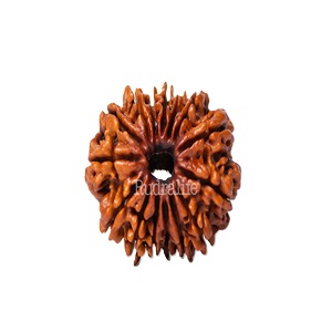 15 Mukhi Rudraksh