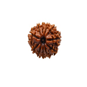 11 Mukhi Rudraksh