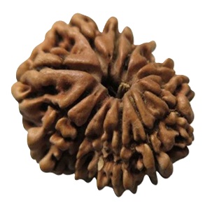 12 Mukhi Rudraksh