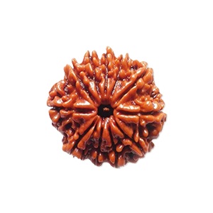 11 Mukhi Rudraksh